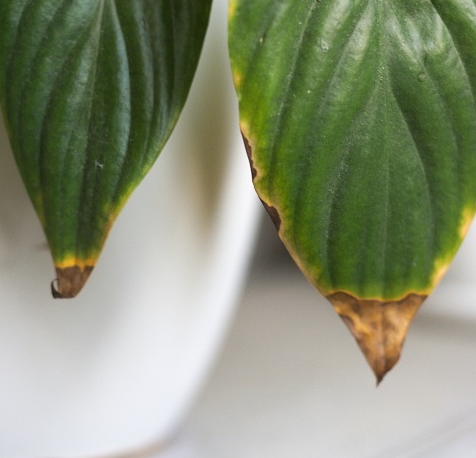 Peace lilly Brown tips