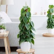 Heart leaf philodendron Care