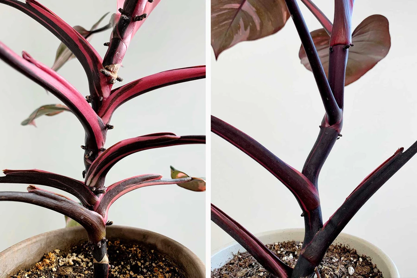 Ultimate Care Guide for Pink Princess Philodendron