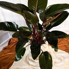 Philodendron erubescens care