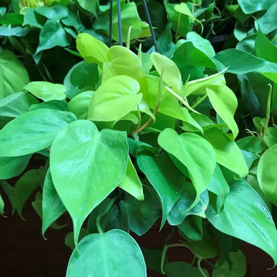 how to take care of philodendron cordatum