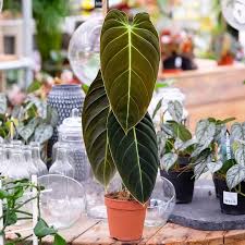 philodendron melanochrysum care
