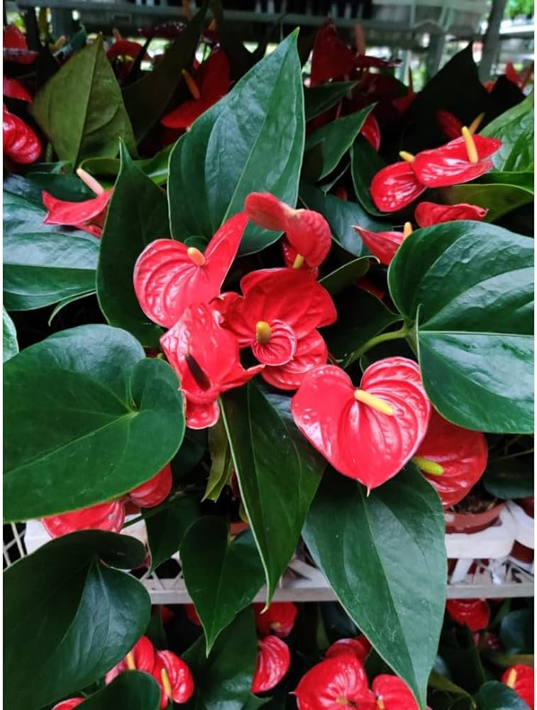 How to Care Anthurium