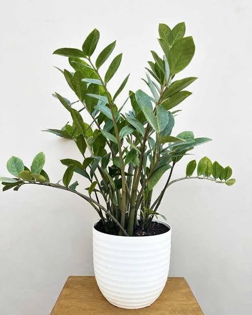 Some Amazing Benifits Of Keeping ZZ Plant At Home