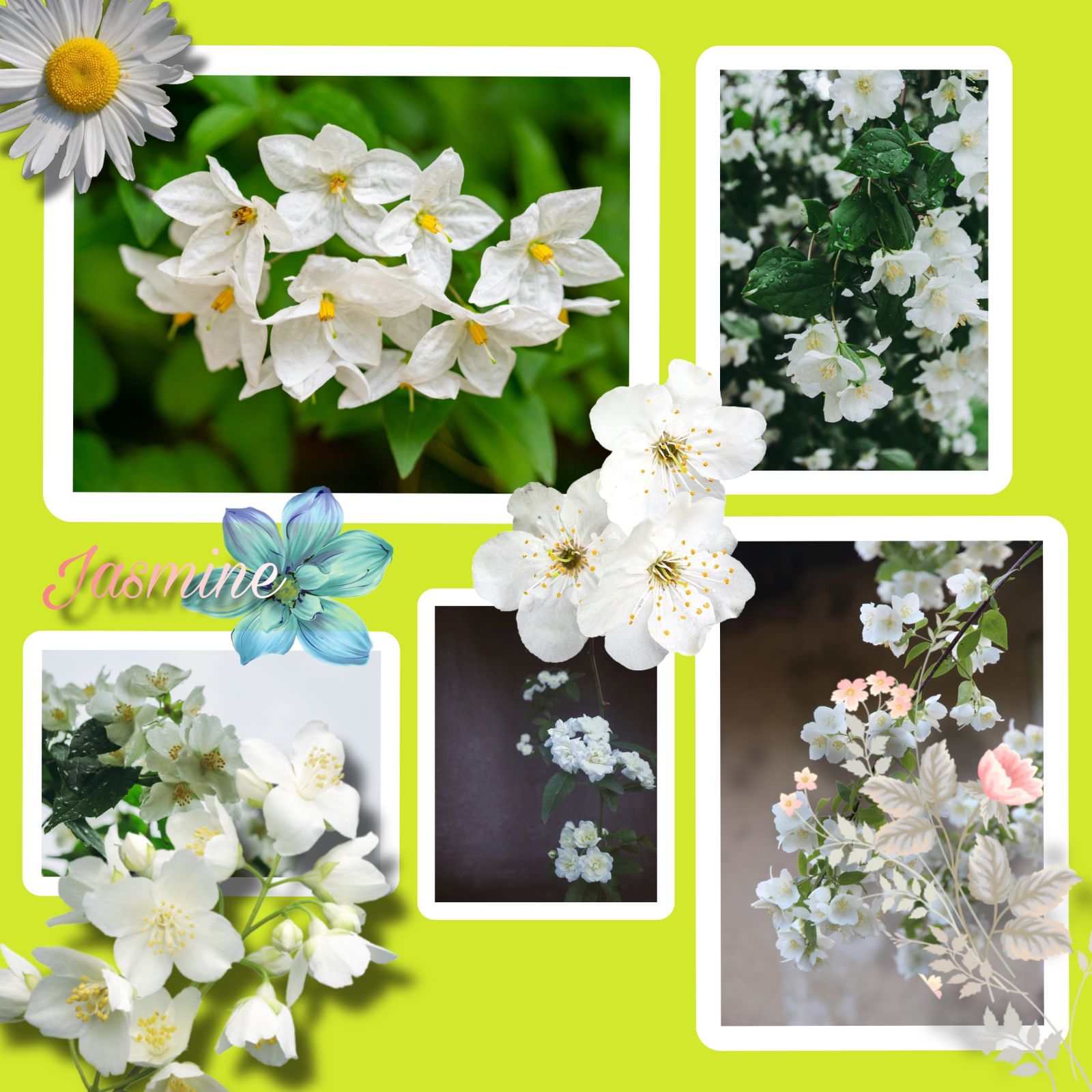 How to care Jasmine Plant – myindoorplants