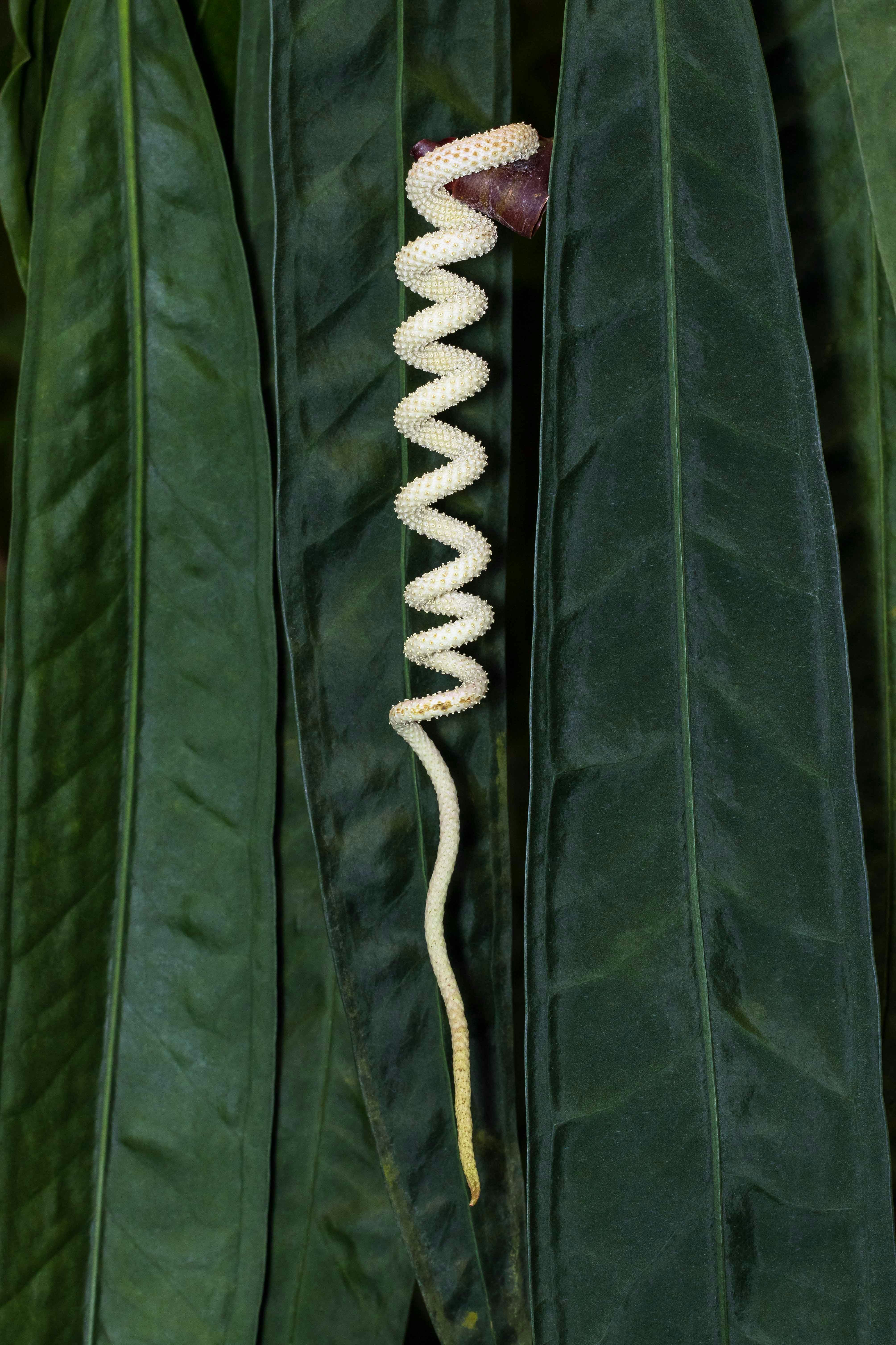 Anthurium Wendlingeri Care – myindoorplants