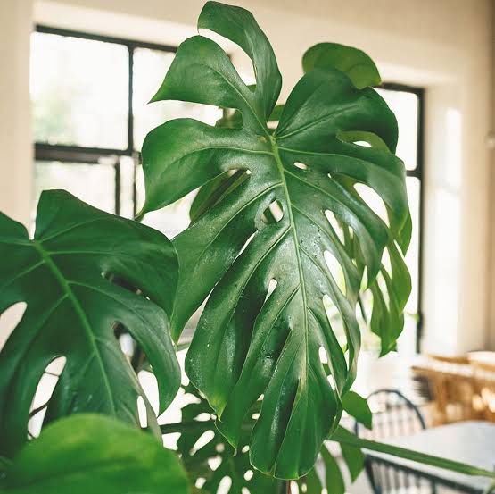 Benefits of Swiss cheese plant myindoorplants MY INDOOR PLANTS