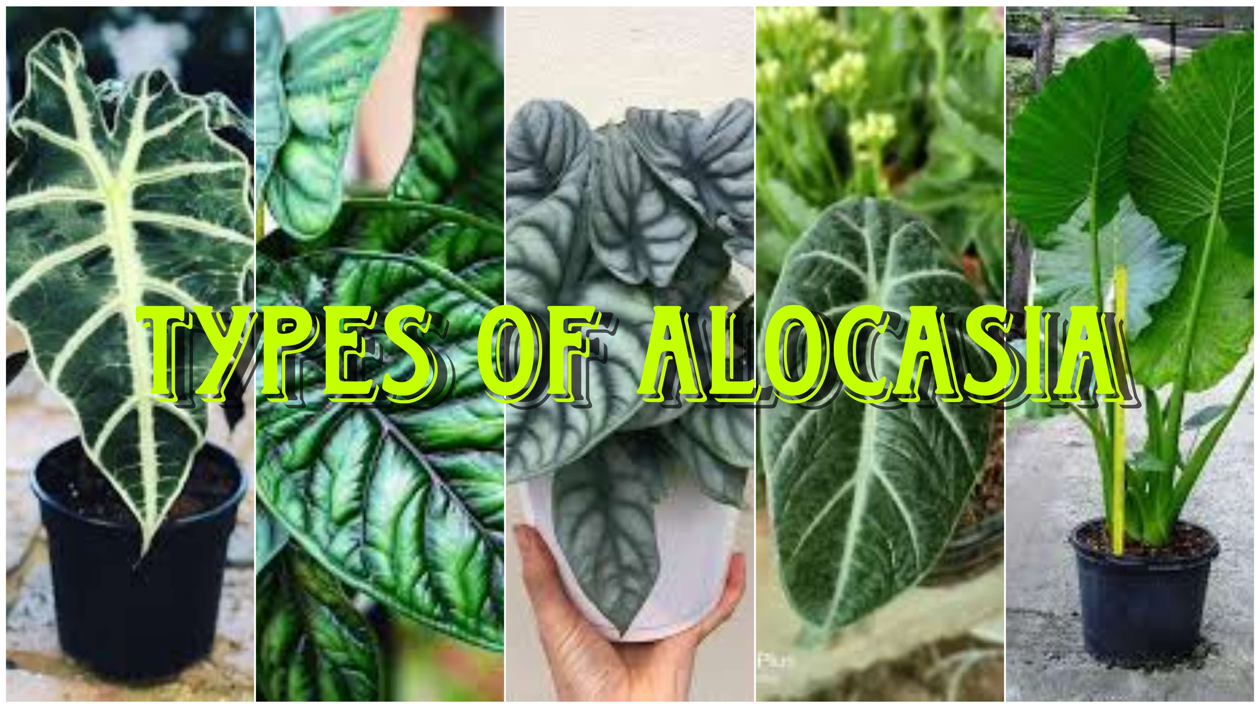 Types of Alocasia – myindoorplants