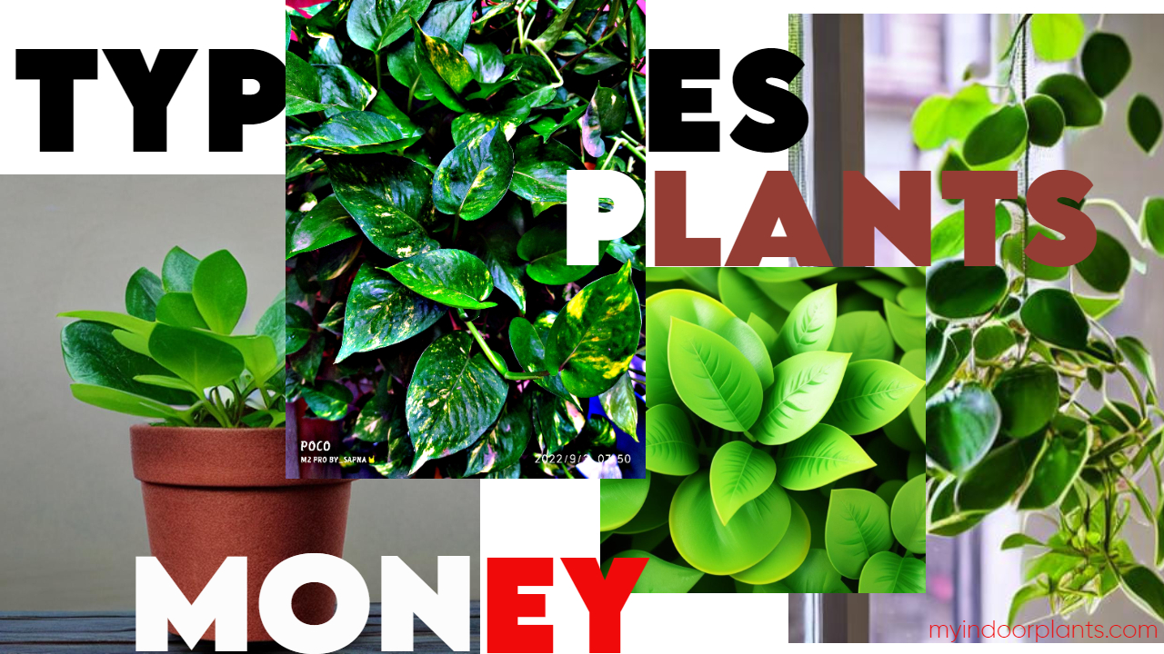 Types of Money plant – myindoorplants