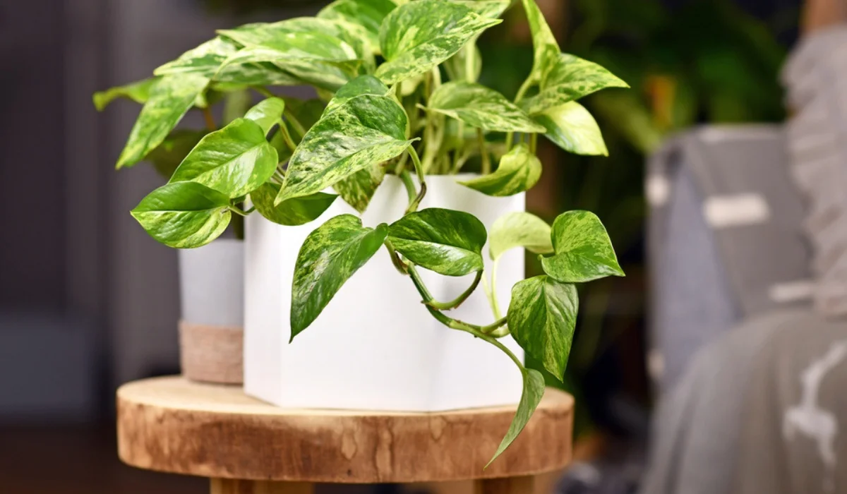 17 Types of Pothos – myindoorplants