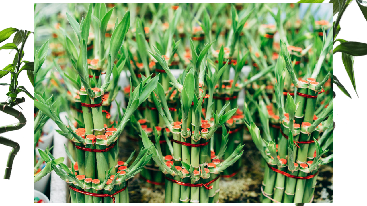 Benefits of lucky bamboo – myindoorplants