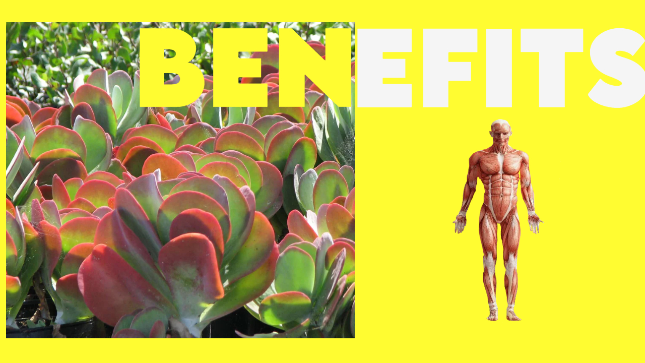 Benefits of Paddle plant – myindoorplants