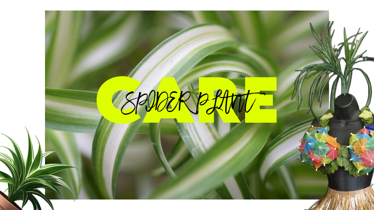 How to grow and care of your Spider plant – myindoorplants