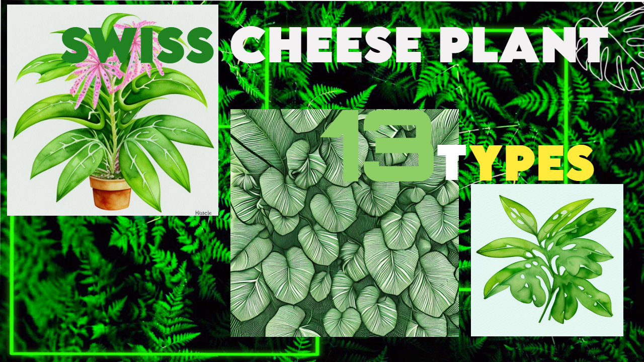 Types of Swiss cheese plants – myindoorplants