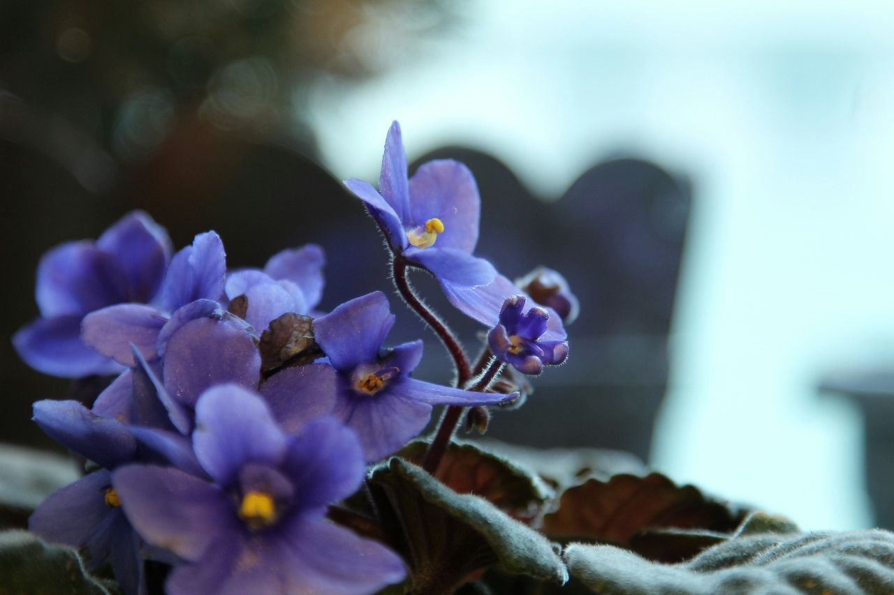 How to take care African Violet – myindoorplants