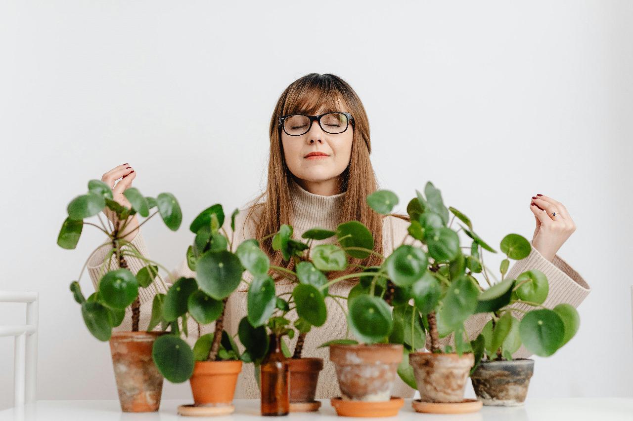 16 Types of Chinese money plant ( Pilea plant )