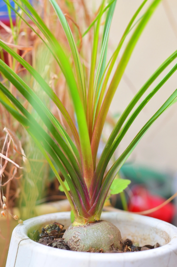 Ponytail palm care