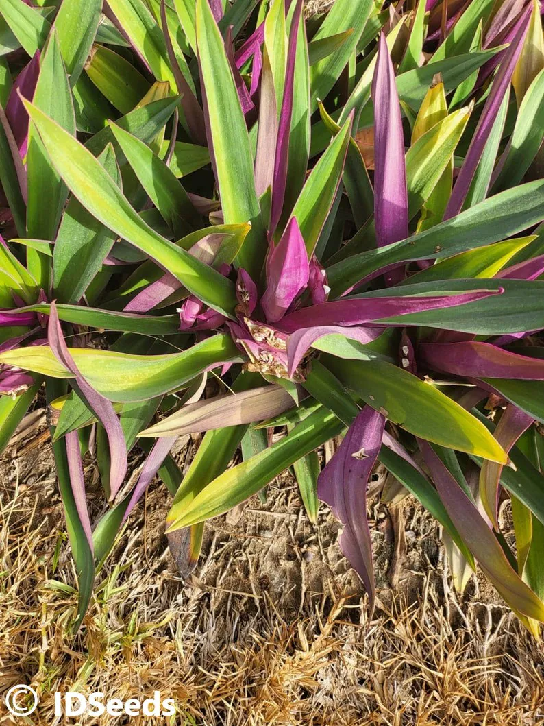 Oyster Plant (Tradescantia Spathacea) Benefits: Health Benefits and Vastu Significance