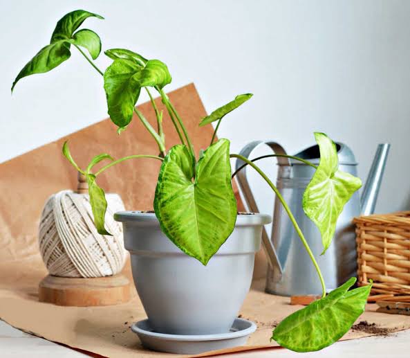 Benefits of Arrowhead (Synogenium) plants