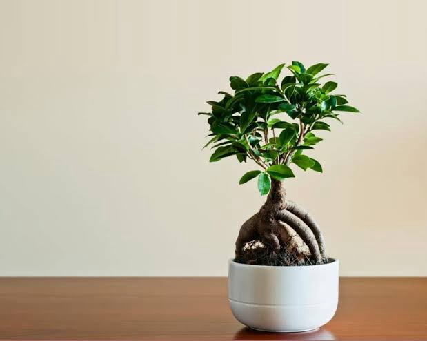 Ficus Ginseng Bonsai Benefits