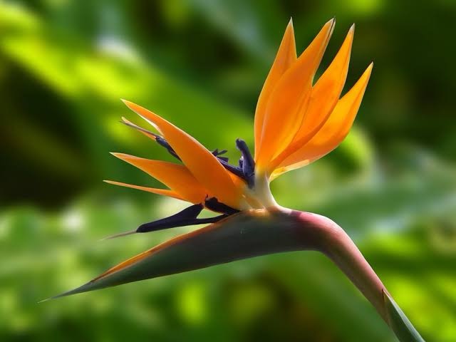 bird of paradise plant care (complete guide)