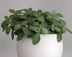 benefits of fittonia plant