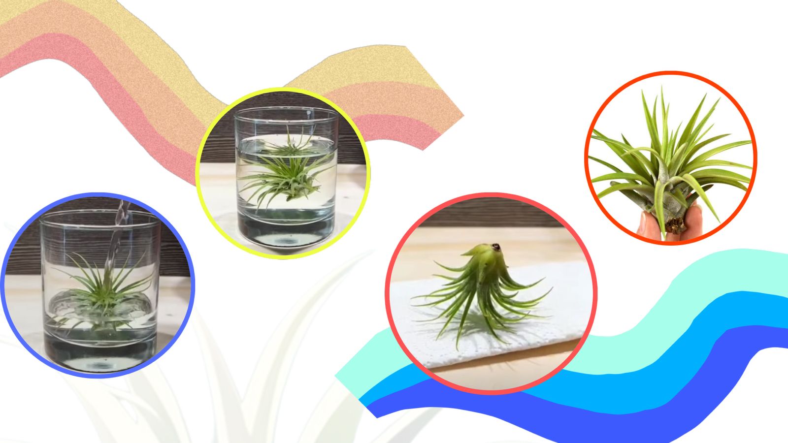 Tillandsia Air Plant Care : Tips for Low Maintenance Indoor Plant