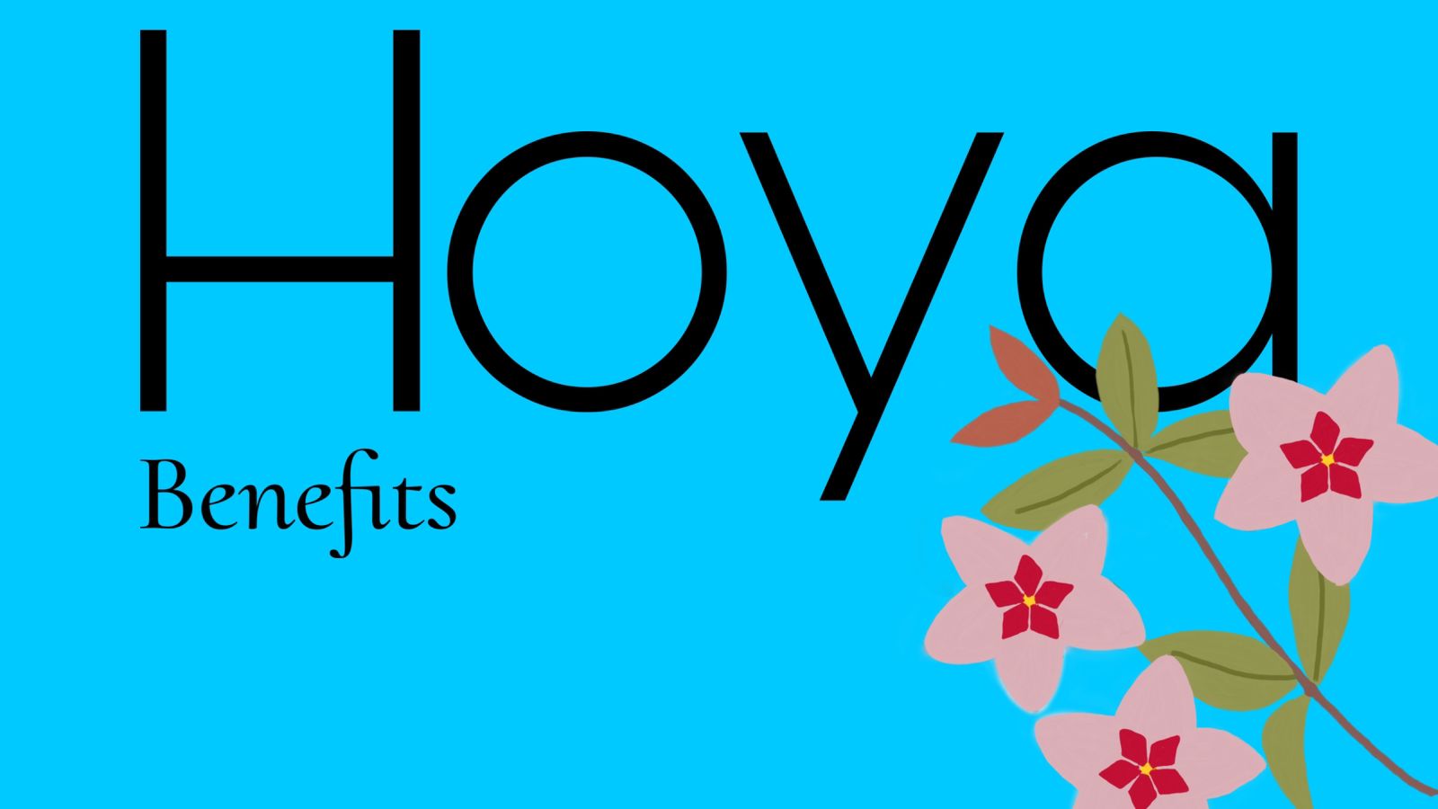 Hoya plant benefits : pet safes-increase oxygen