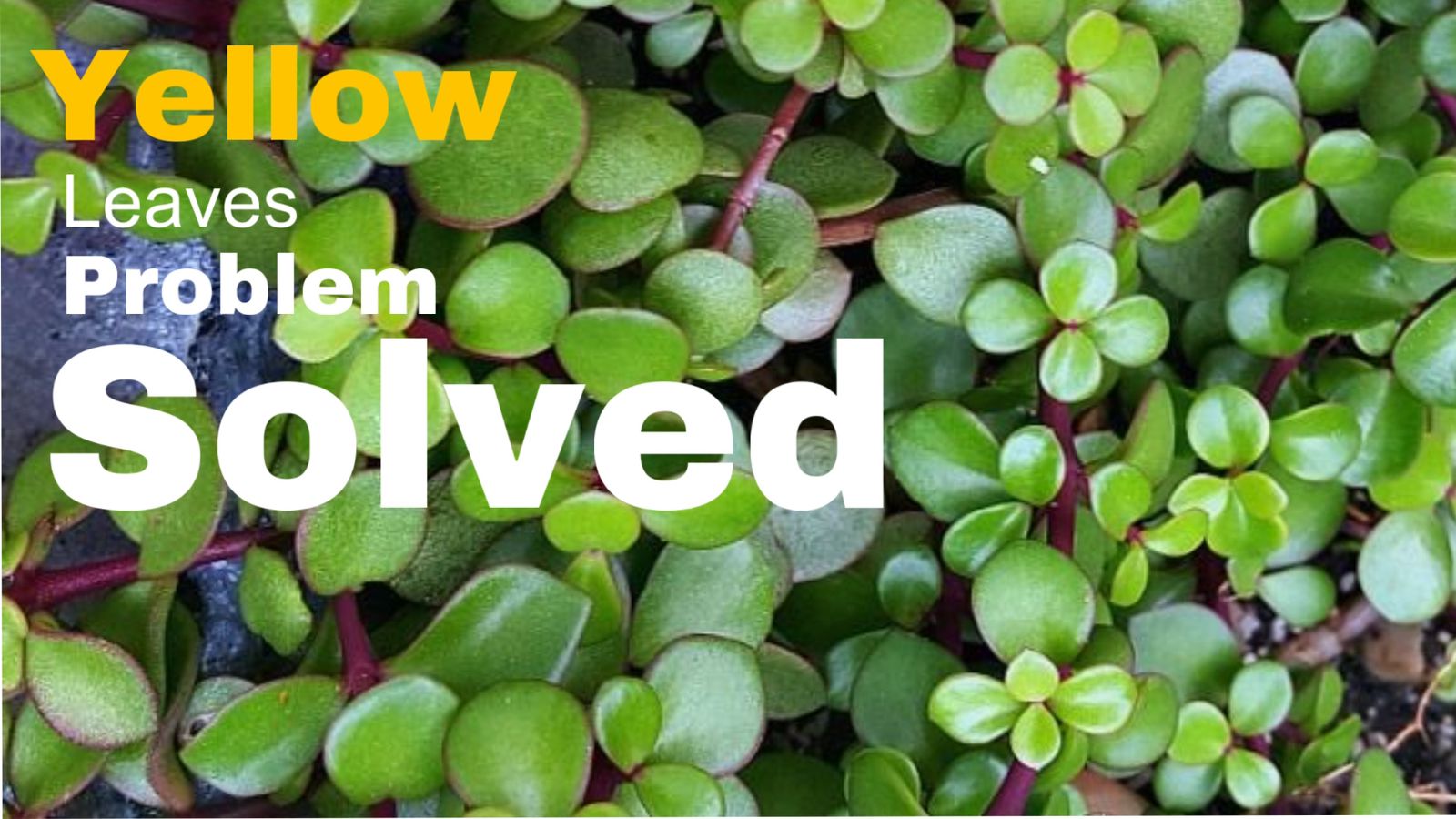 jade plant leaves turning yellow