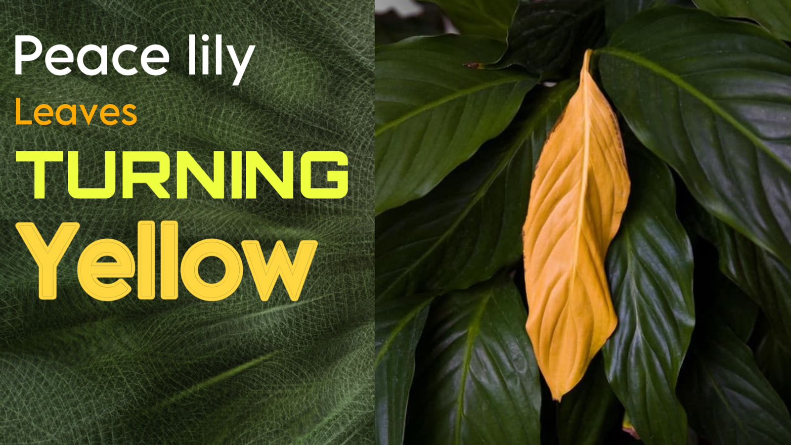 my peace lily leaves turning yellow: cause and solution - myindoorplants