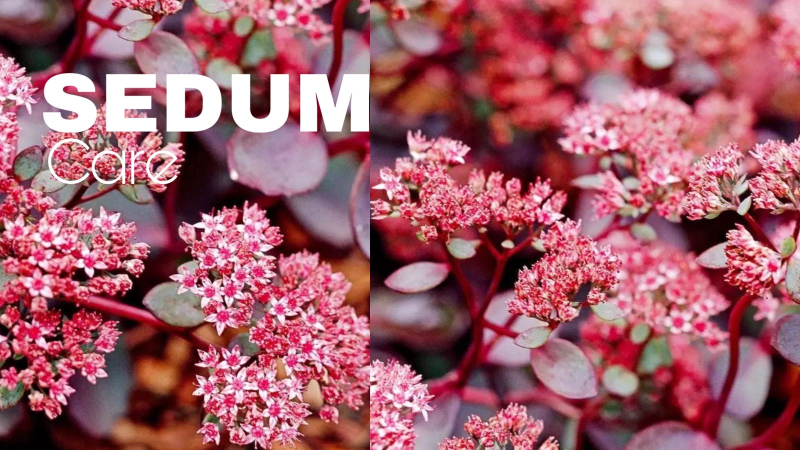 Sedum plant care : Light-Fertilizer-water
