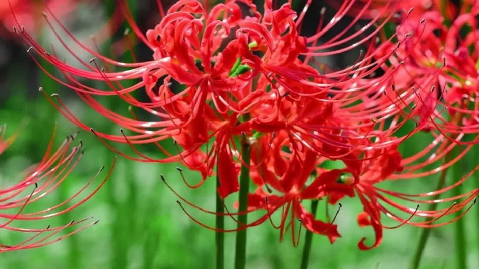 spider lily plat care