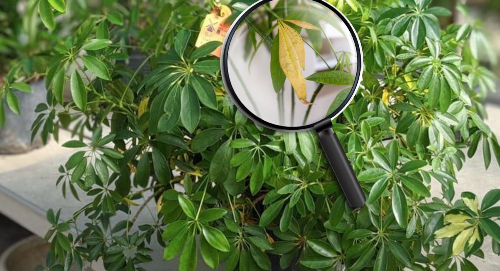 Why my Umbrella plant leaves turning yellow? With perfet solution