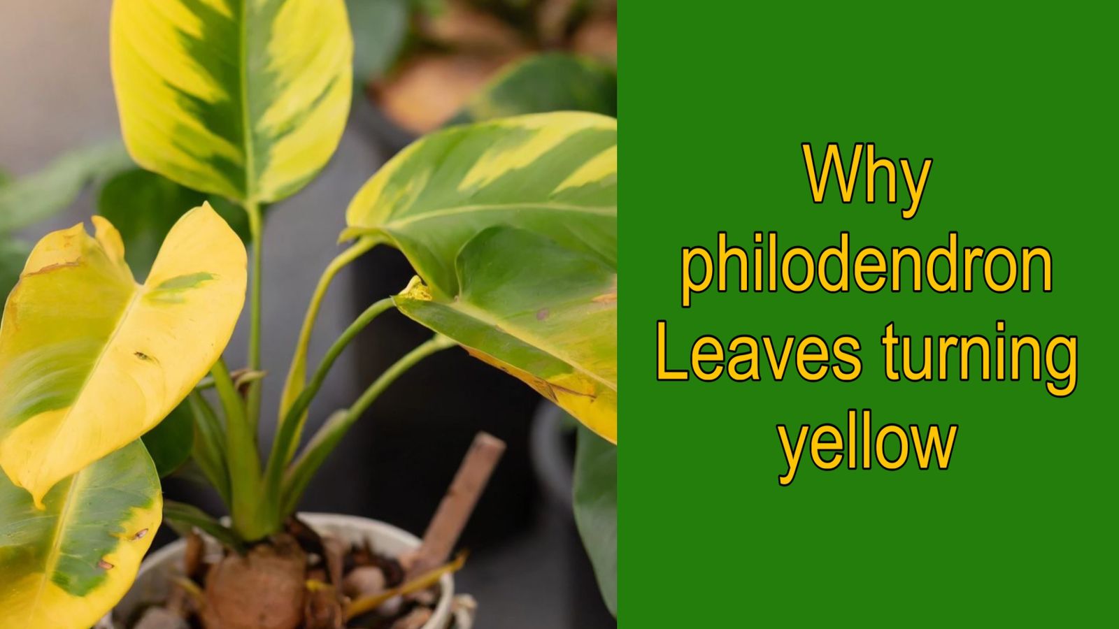why my philodendron leaves are turning yellow