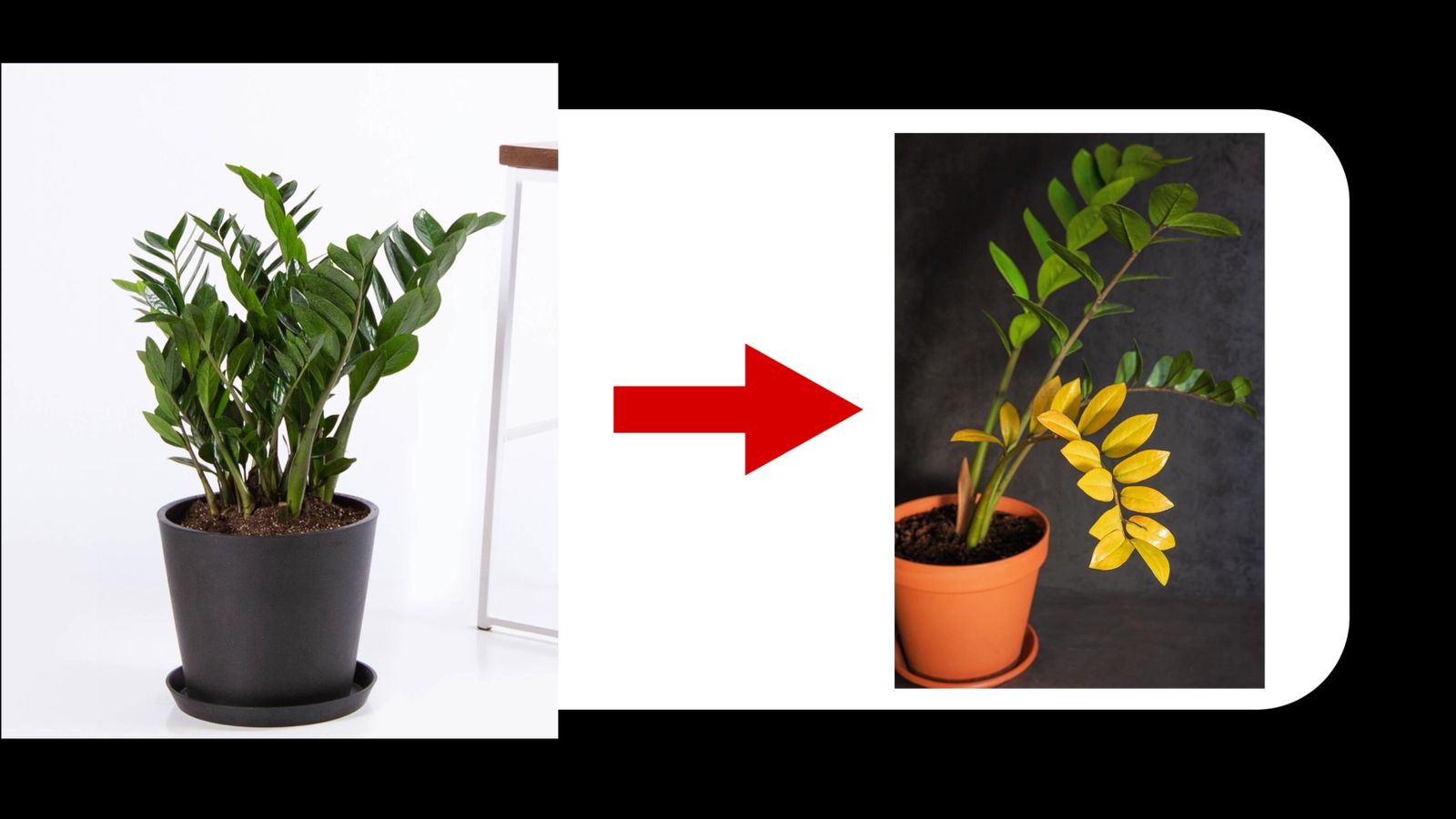 zz plant leaves turning brown: Cause and solution