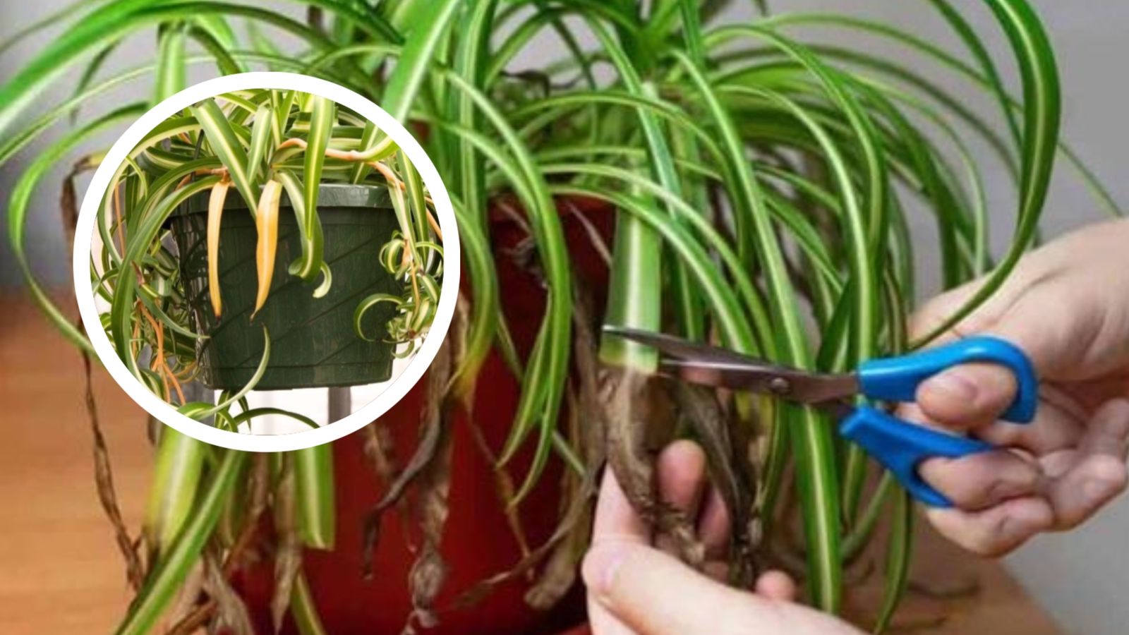 my spider plant leaves turning yellow