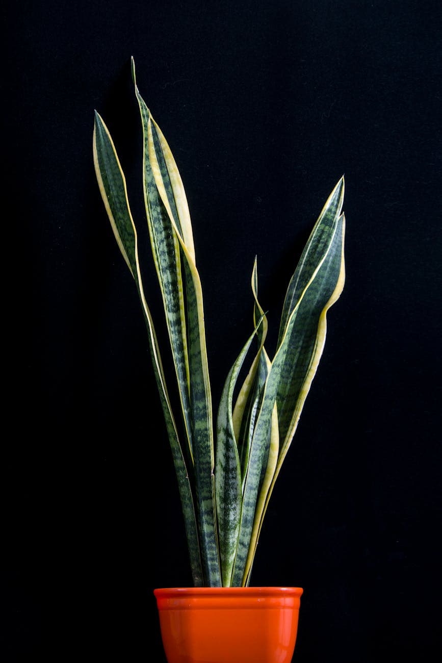 green snake plant