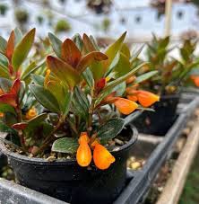Picture of Goldfish Plant Care: Essential Tips for Thriving Indoors ...