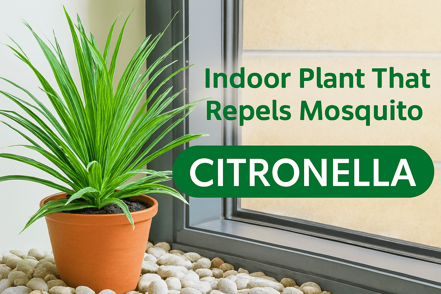 20 Indoor Plant that repels mosquitoes