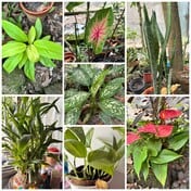 indoor plant bengali name (with pictures)